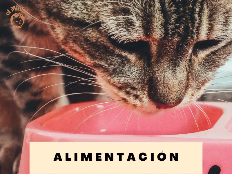 La Alimentación de los Gatos