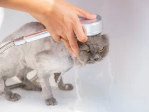 El baño del gato