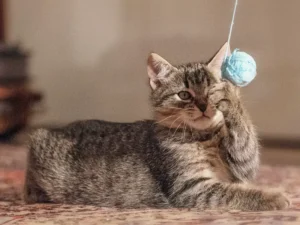 como se divierten los gatos