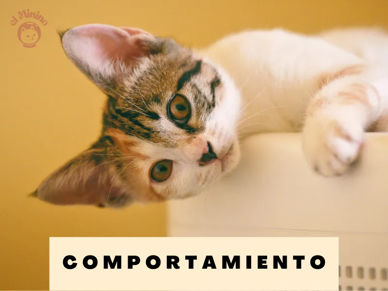 Acerca del Comportamiento de los Gatos