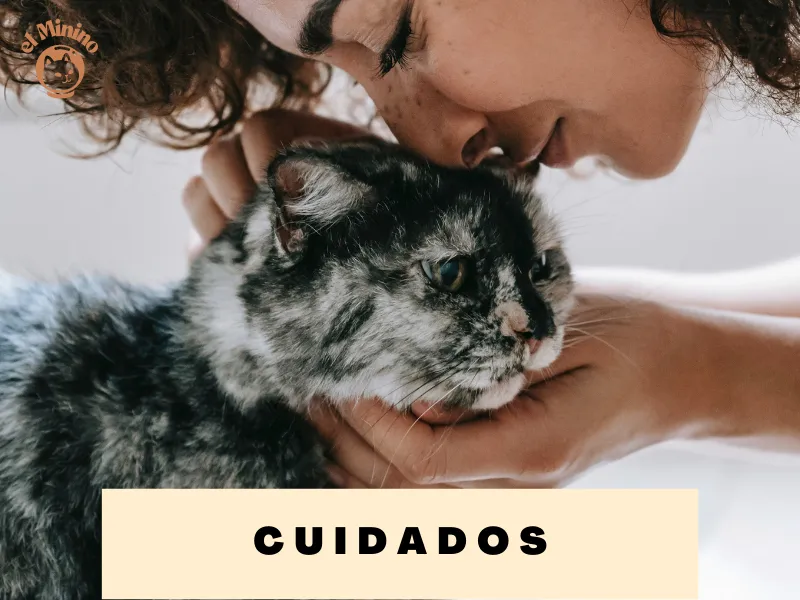 El Cuidado de los Gatos