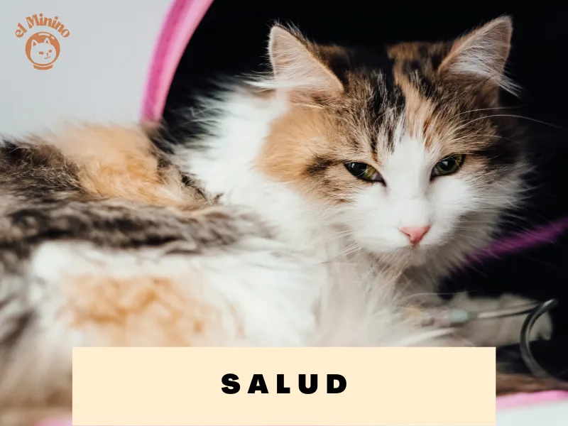 La Salud de los Gatos