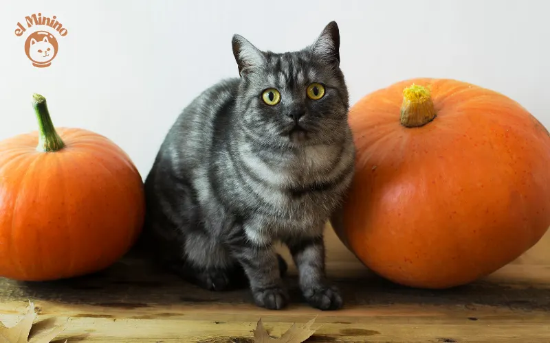 Beneficios de la calabaza en los gatos