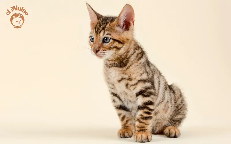 Cachorro de la raza de gatos Toyger
