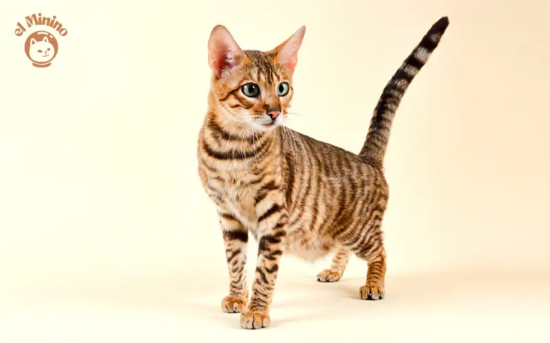 Como es la raza de gatos Toyger