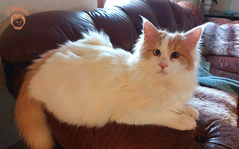 Como es la raza de gatos Van Turco