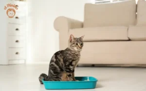 Cuál es el mejor lugar para poner el arenero del gato