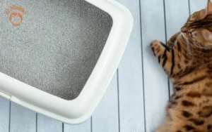 Cual es el mejor tipo de arena para los gatos