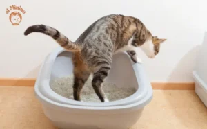 Cuánto puede durar un gato sin ir al baño