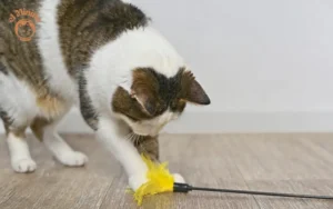 Cuánto tiempo hay que jugar con un gato