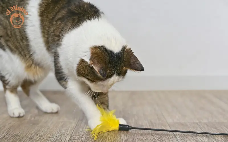 Cuánto tiempo hay que jugar con un gato