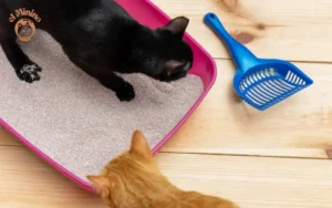 Cuántos gatos pueden usar el mismo arenero