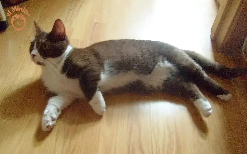 Los gatos con enanismo