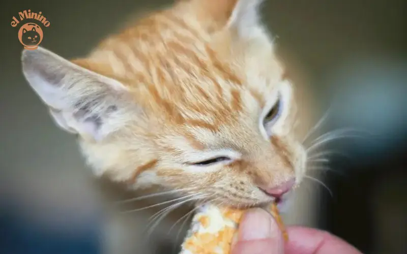 Cuál es la mejor alimentación para gato