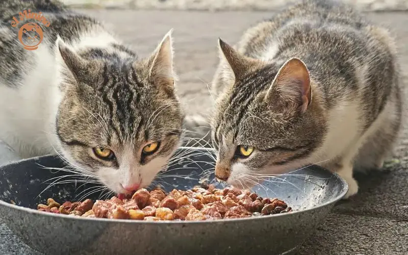 Cuántas veces hay que darles de comer a los gatos