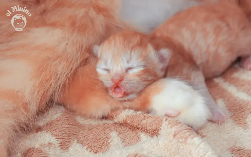 Cuanto tarda en abrir los ojos un gato