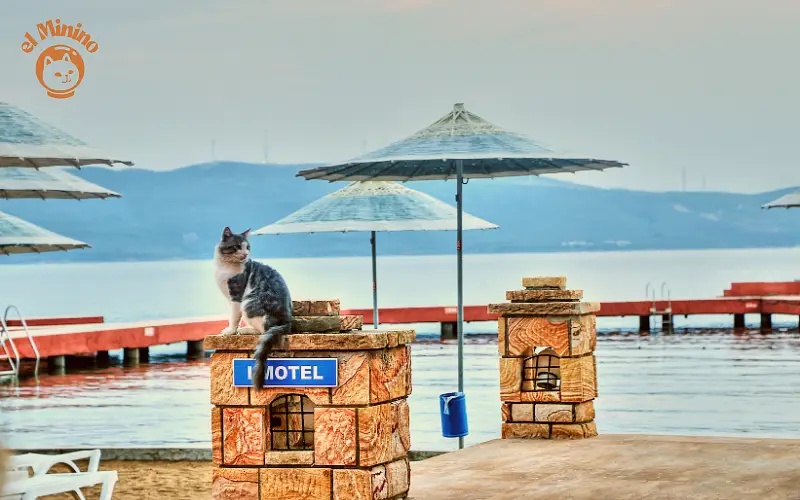 Donde de dejar mi gato en vacaciones