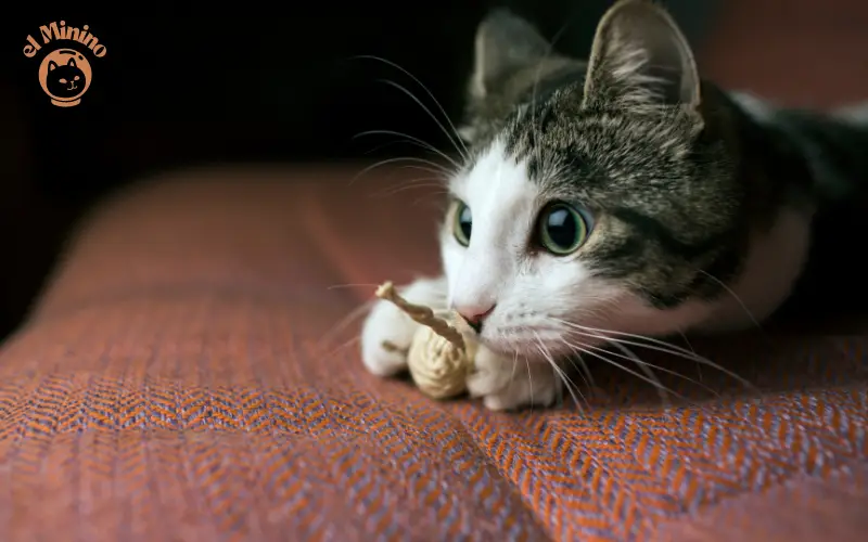 Juguetes ideales para que los gatos jueguen solos