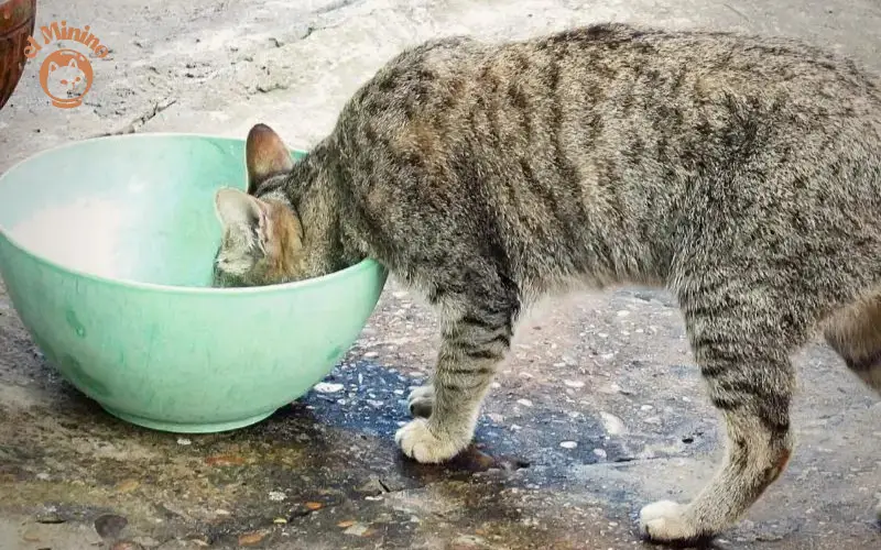 Que comen los gatos