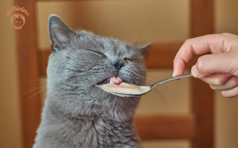 Que pueden comer los gatos sin dientes