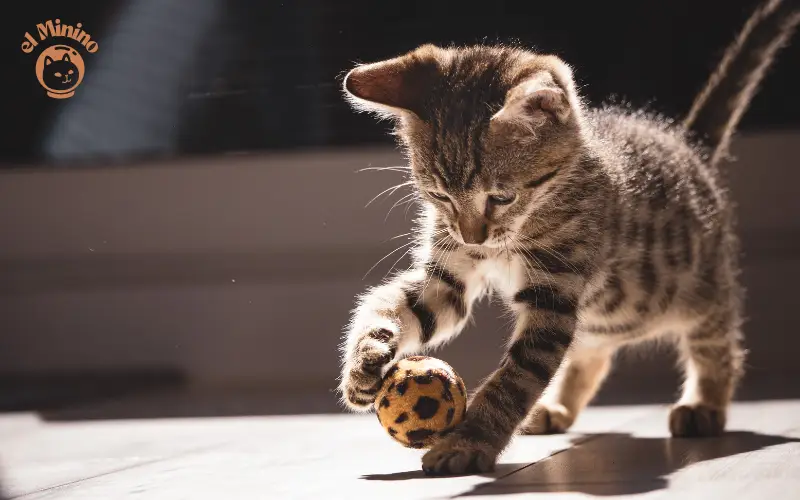 Los juguetes para gatos pequeños